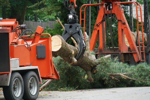 Why Choose Our Tree Removal Services in Hodgenville, KY?