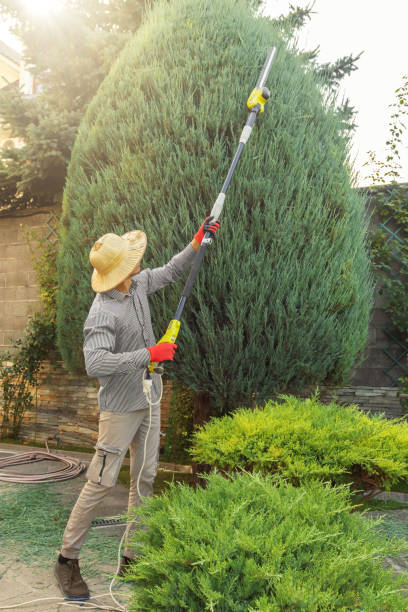 Best Fruit Tree Pruning  in Hodgenville, KY