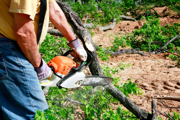 Best Seasonal Cleanup (Spring/Fall)  in Hodgenville, KY